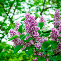 Syringa vulgaris sensation - Sering 'Sensation' - Sering