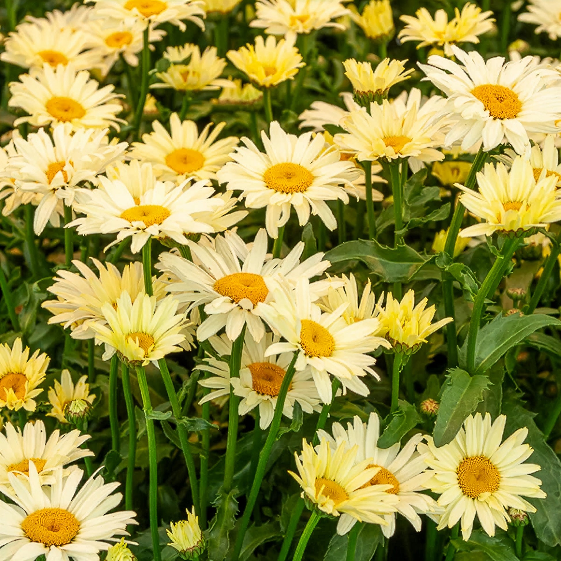 Zonnehoed, Kokardebloem, Margriet (x6) - Rudbeckia Cherry Brandy, Gaillardia Kobold, Leucanthemum Banana Cream - Bakker