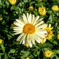 Margriet 'Banana Cream' (x2) - Leucanthemum superbum banana cream - Bakker
