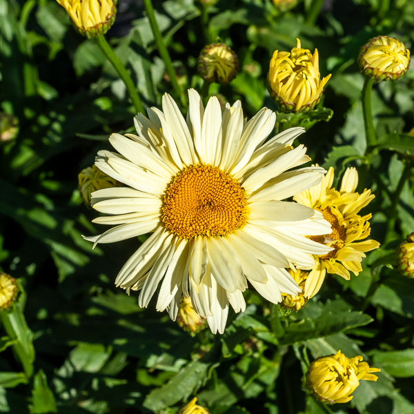 Margriet 'Banana Cream' (x2) - Leucanthemum superbum banana cream - Bakker
