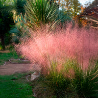 Verkoop Muhlenbergia - roze (x2)