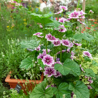 Malva sylvestris Zebrina - Groot kaasjeskruid 'Zebrina' (x2) - Malve