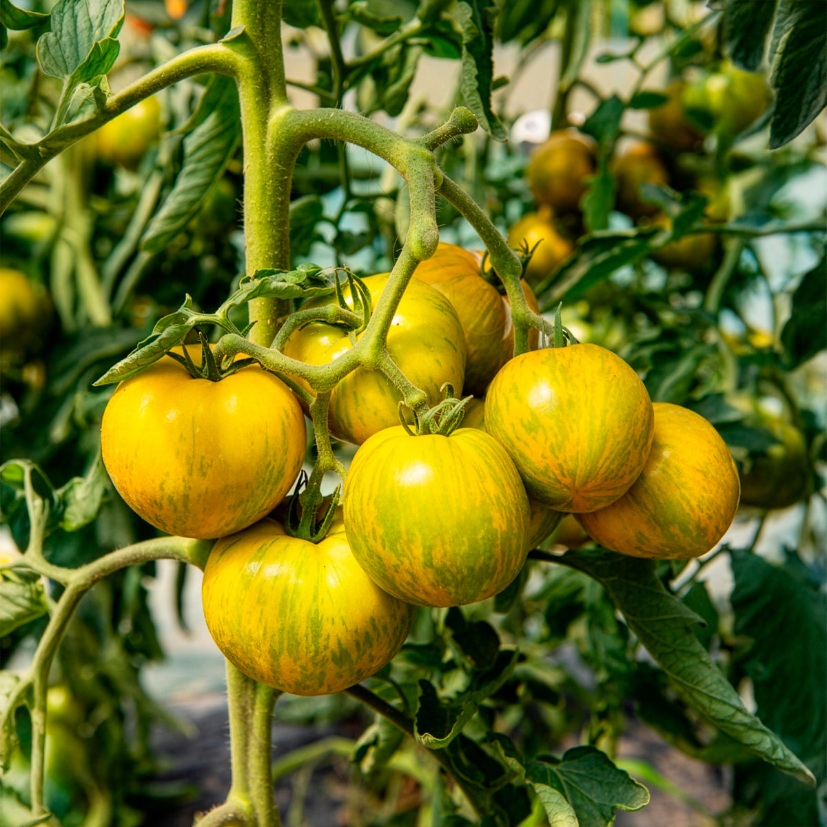 Solanum lycopersicum green zebra - Tomaatplanten 'Green Zebra' - Moestuinplanten