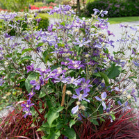 Bodembedekkende Bosrank Arabella - Clematis arabella - Bakker