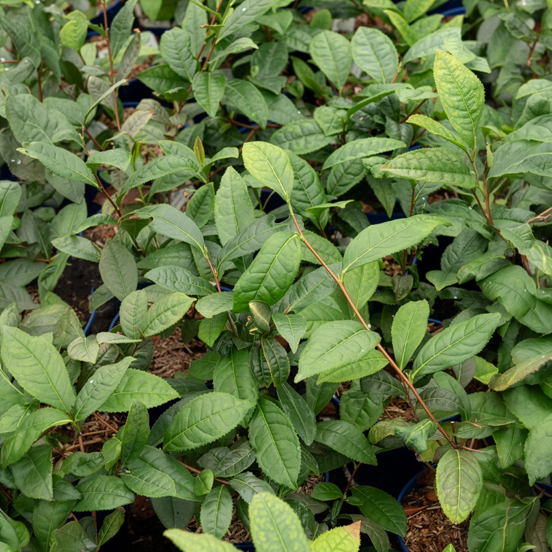 Kamerplanten voor binnen - Theeplant - Camellia sinensis