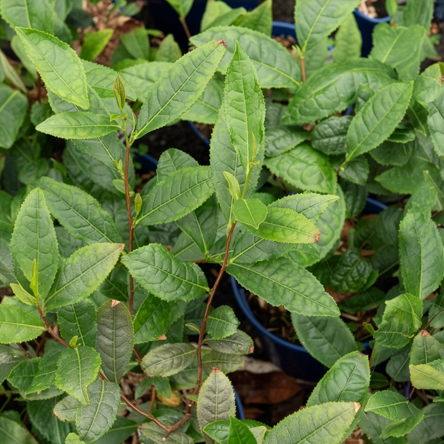 Theeplant - Bakker