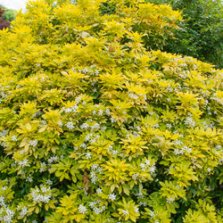 Mexicaanse oranjebloesem - Bakker