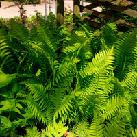 Verkoop Struisvaren (x2) - Vaste planten