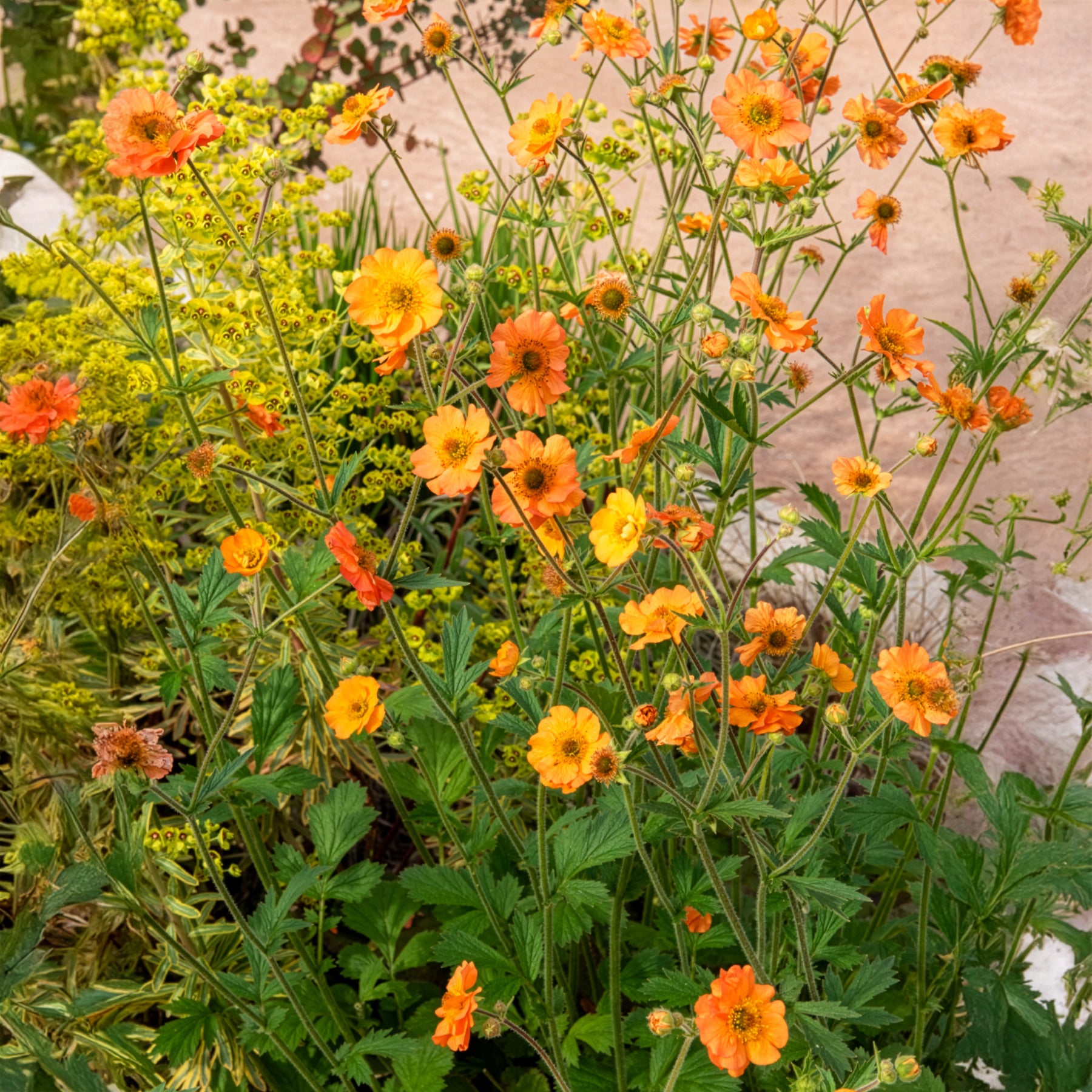 Verkoop Nagelkruid Totally Tangerine - Geum