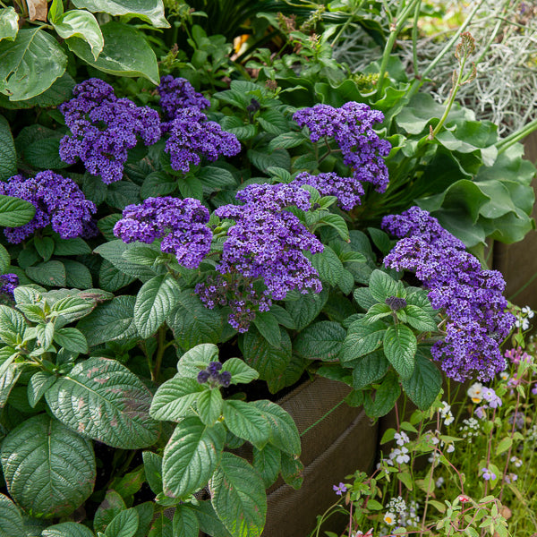 Balkon- en terrasplanten - Heliotroop (x3) - Heliotropium peruvianum