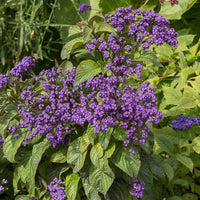 Heliotropium peruvianum - Heliotroop (x3) - Balkon- en terrasplanten