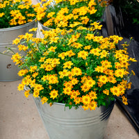 Bidens rood oranje (x3) - Bidens ferulifolia Beedance Painted Yellow - Bakker