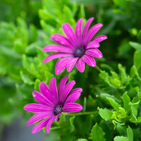 Spaanse margriet - paars (x3)