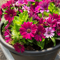 Spaanse margriet - paars (x3)