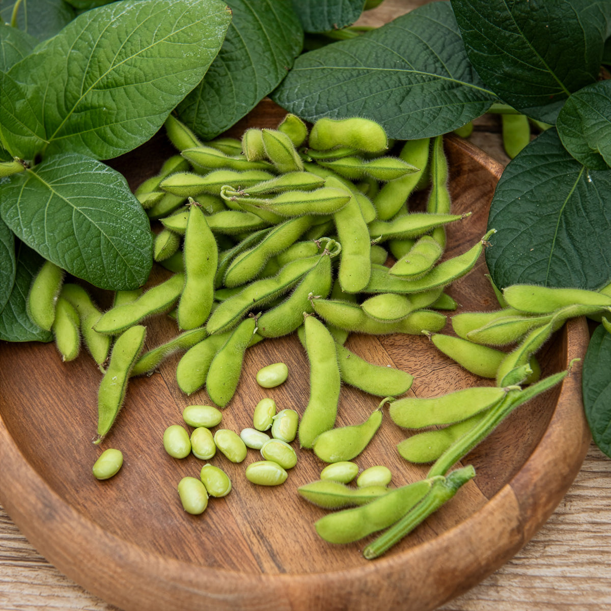 Glycine max - Edamame boon - Moestuinzaden
