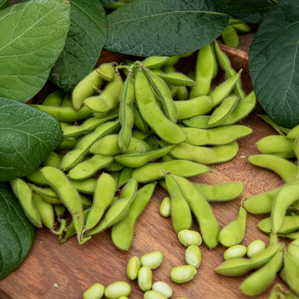 Edamame boon - Bakker