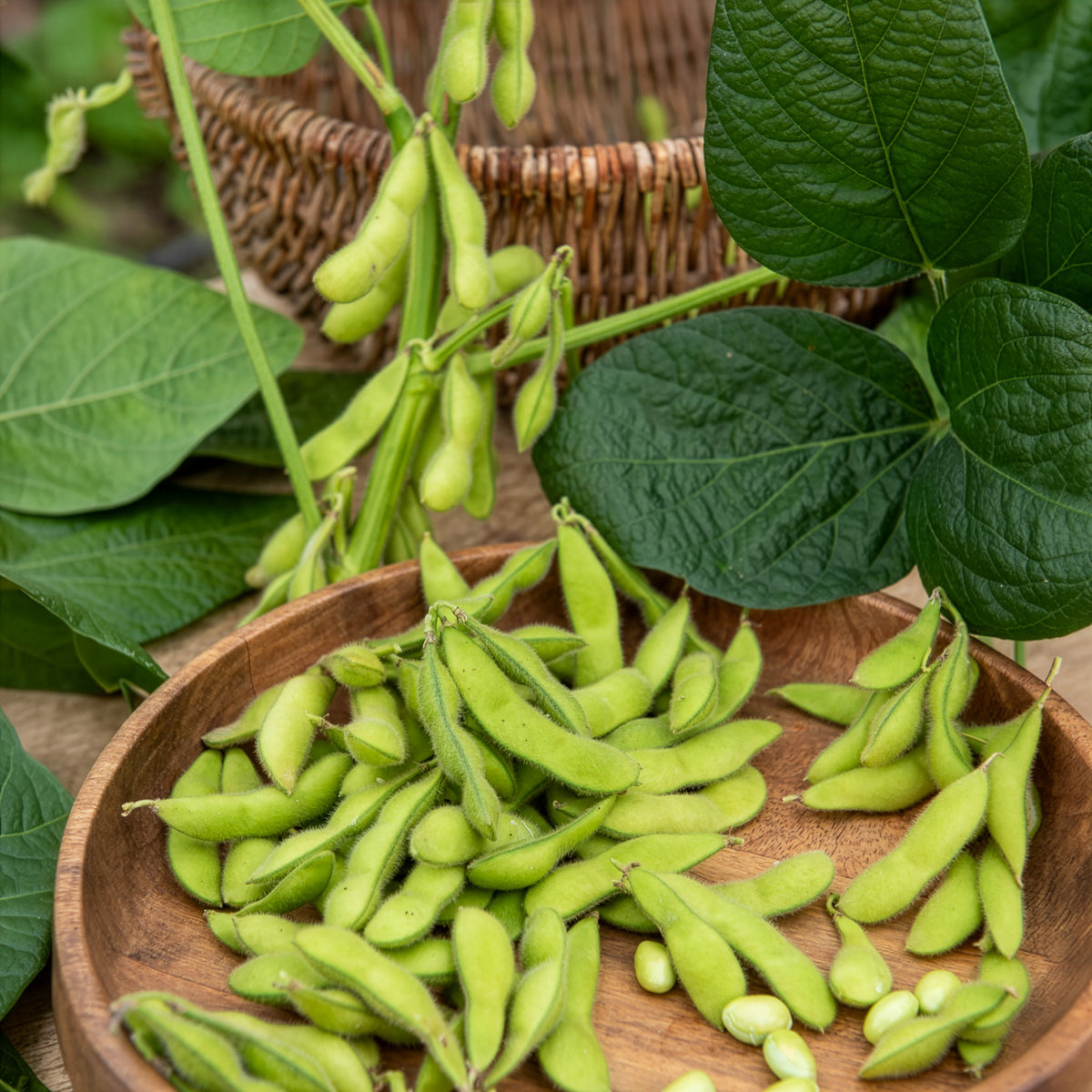 Edamame boon - Glycine max - Bakker