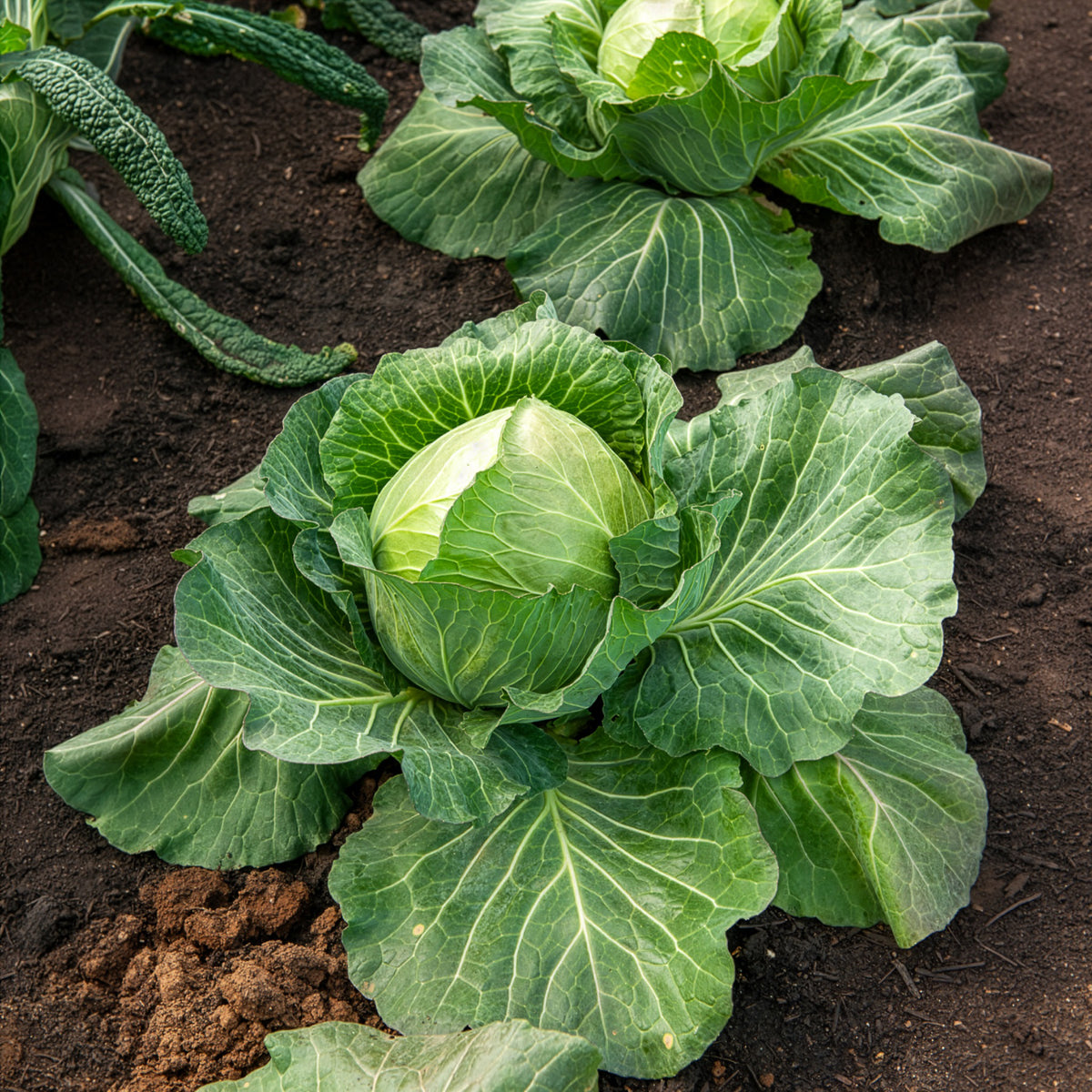 Witte kool 'Brunswijker' - Brassica oleracea capitata de brunswick - Bakker