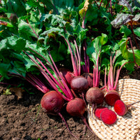 Rode biet 'De Detroit 2' - BIO - Beta vulgaris de detroit 2 - storuman - Bakker