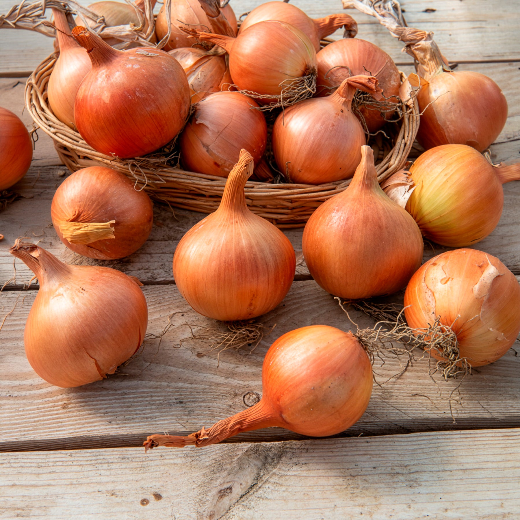Allium cepa sturon - Gele ui 'Sturon' - BIO - Biologische groente