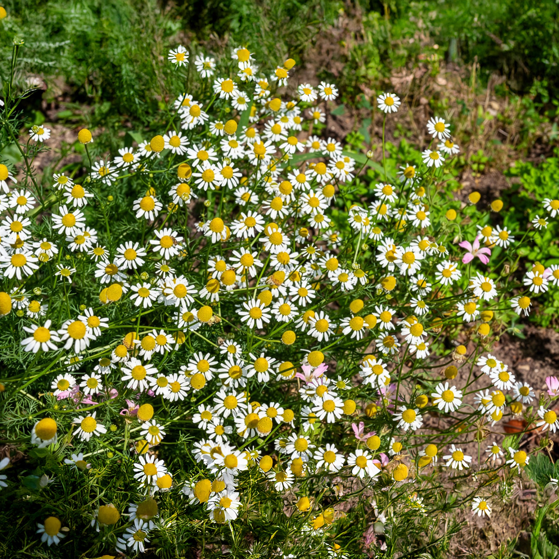 Echte kamille - BIO - Matricaria recutita - Bakker