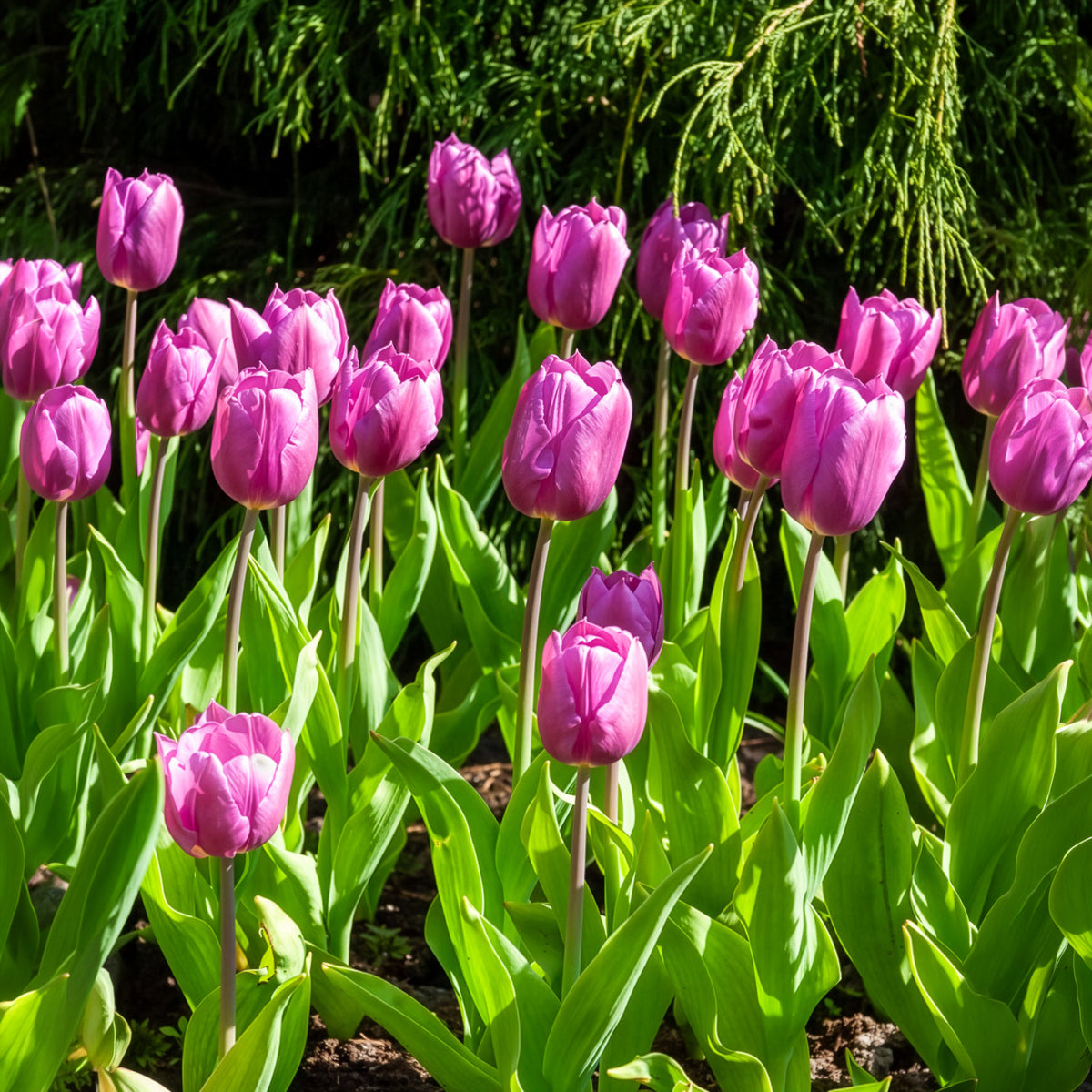 Triumph tulpen 'Blue beauty' (x10)