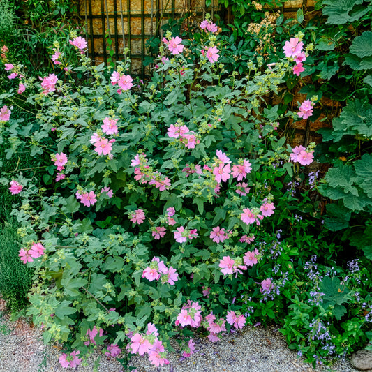 Struikmalva (x2) - Bakker