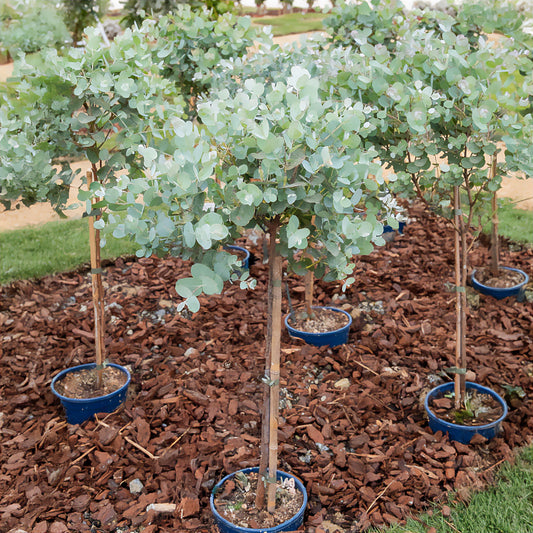 Gomboom op stam - Bakker