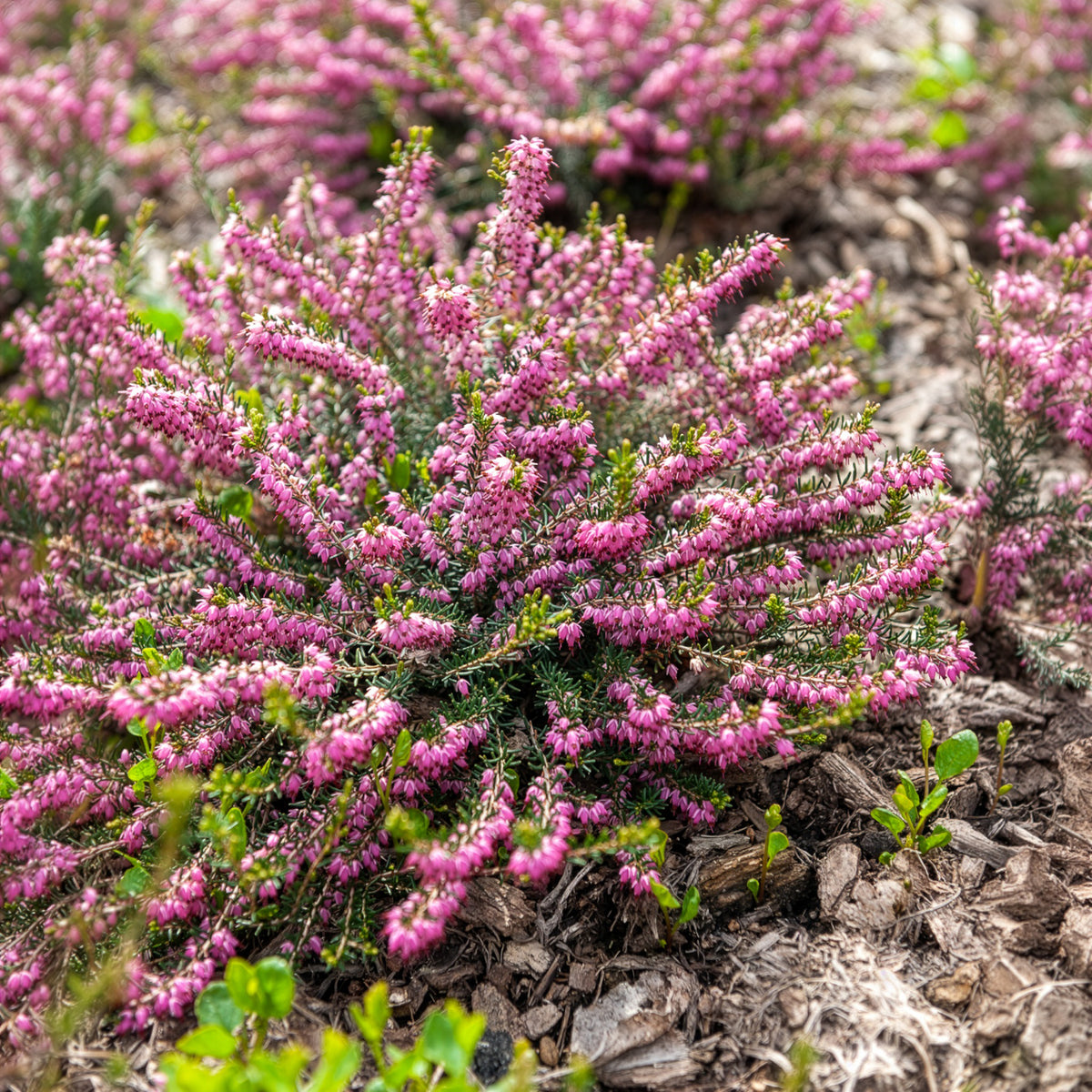Verkoop Winterheide 'Ghost Hills' - Erica darleyensis ghost hills