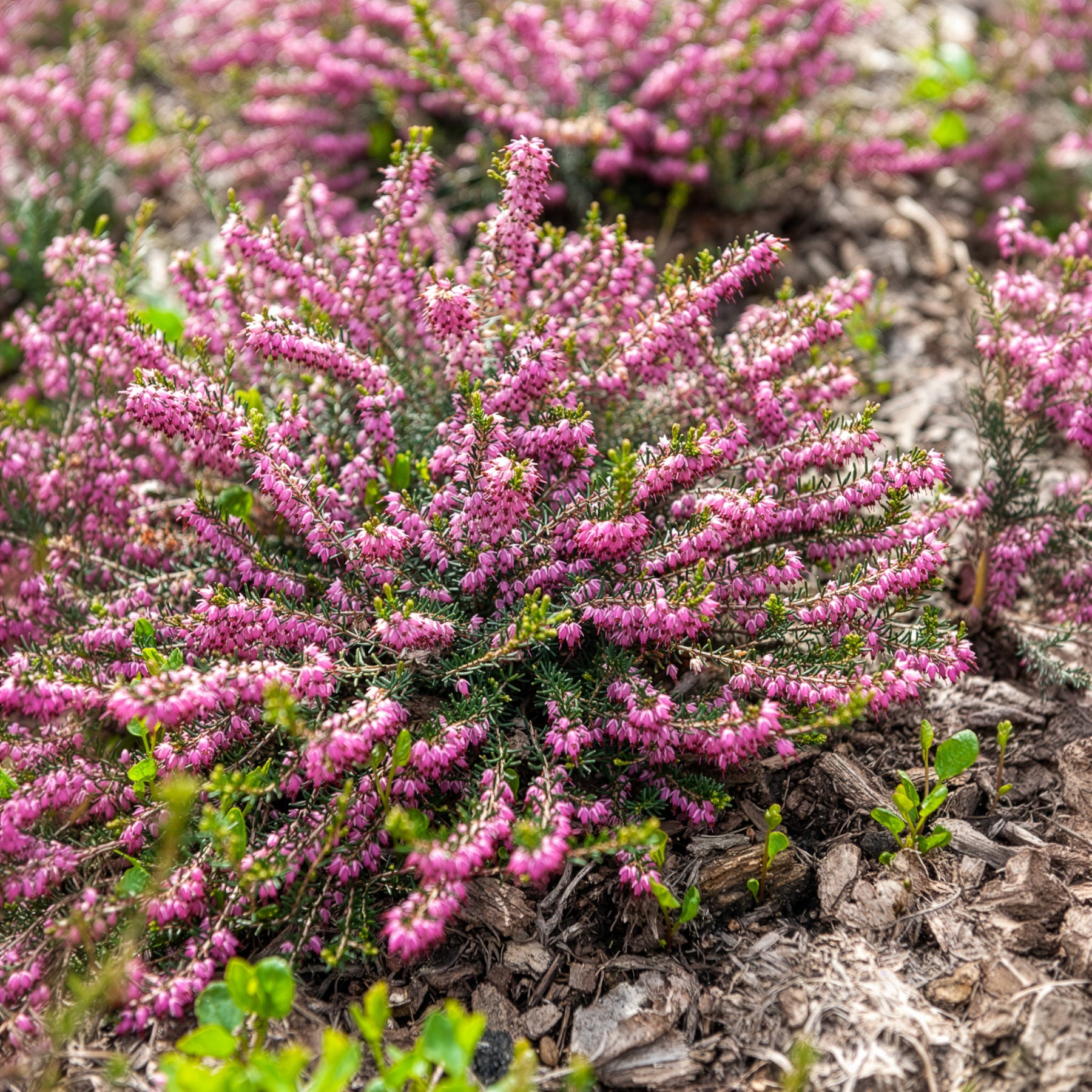 Winterheide 'Ghost Hills' - Erica darleyensis ghost hills - Bakker