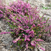 Winterheide 'Ghost Hills'