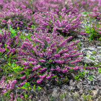 Bloeiende vaste planten - Winterheide 'Ghost Hills' - Erica darleyensis ghost hills
