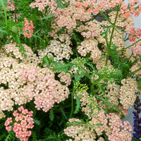 Achillea millefolium Apricot Delight - Duizendblad millefeuilles Apricot Delight - Achillea - Duizendblad