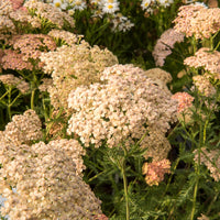 Duizendblad Lachsschönheit - Achillea millefolium Lachsschönheit - Bakker