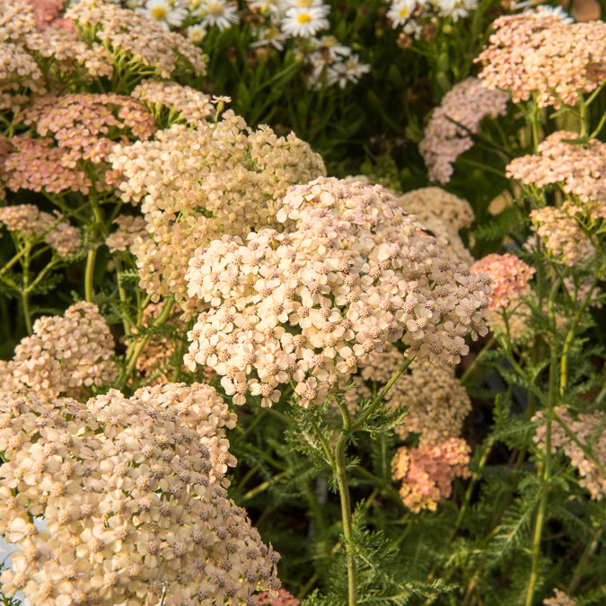 Duizendblad Lachsschönheit - Achillea millefolium Lachsschönheit - Bakker
