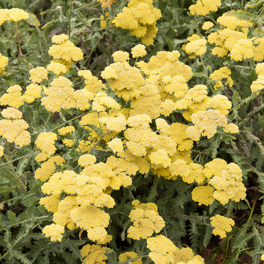 Duizendblad 'Little Moonshine' - Bakker