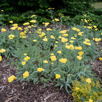 Achillea - Duizendblad - Duizendblad 'Little Moonshine' - Achillea moonshine