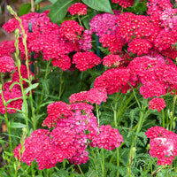 Duizendblad millefeuille Pomegranate - Bakker