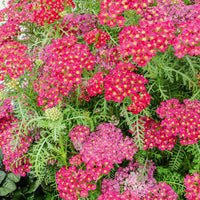 Duizendblad millefeuille Pomegranate - Achillea millefolium Pomegranate - Bakker