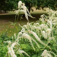 Christoffelkruid Bugbane - Bakker