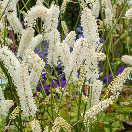 Christoffelkruid White Pearl - Bakker