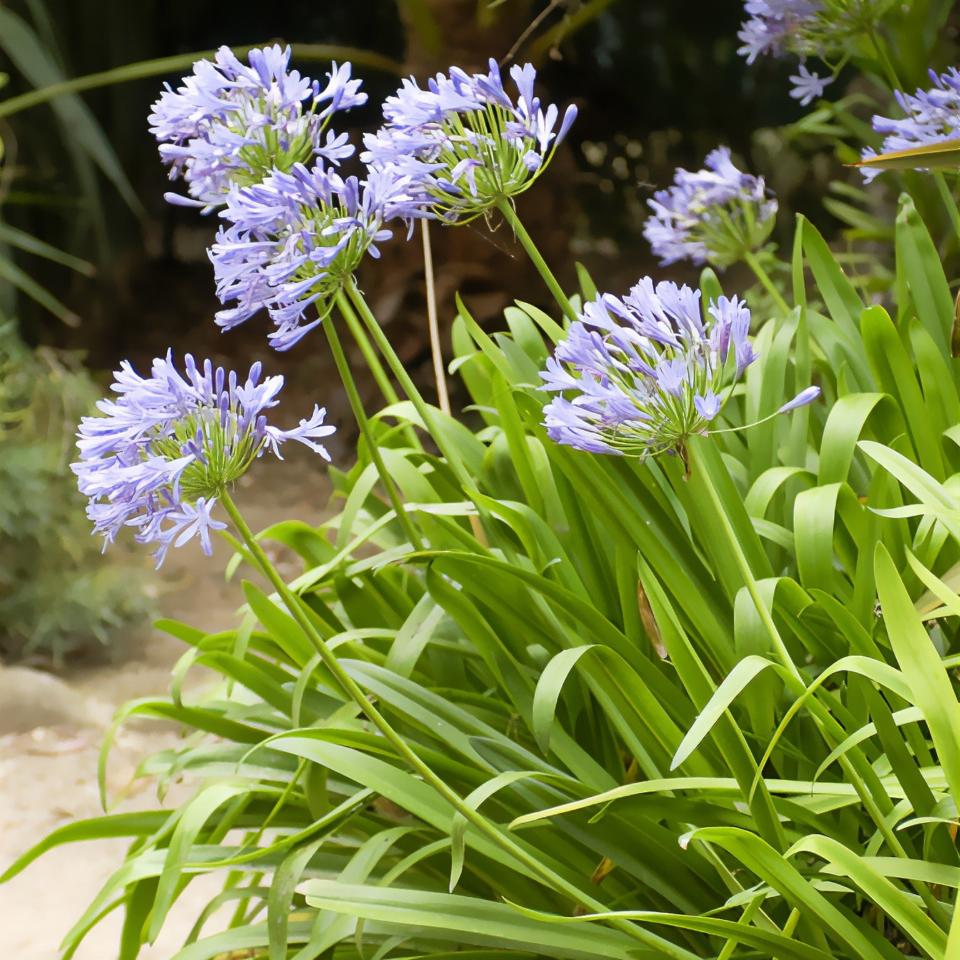 Agapanthus africanus - Afrikaanse kaapse lelie