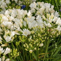 Agapanthus rfdd double diamond - Afrikaanse lelie Double Diamond - Agapanthus