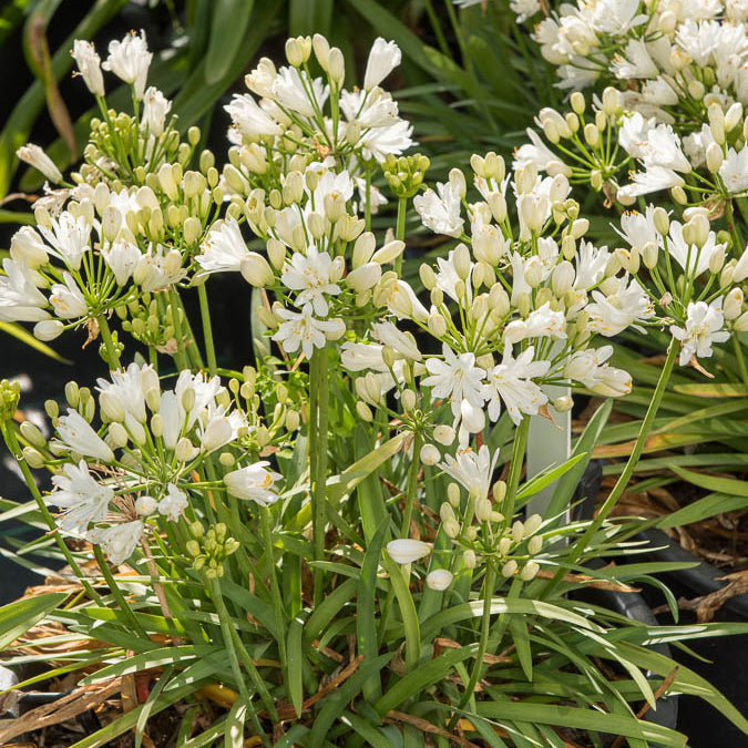 Afrikaanse lelie Double Diamond - Agapanthus rfdd double diamond ...