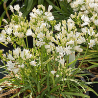 Afrikaanse lelie Double Diamond - Agapanthus rfdd double diamond - Bakker