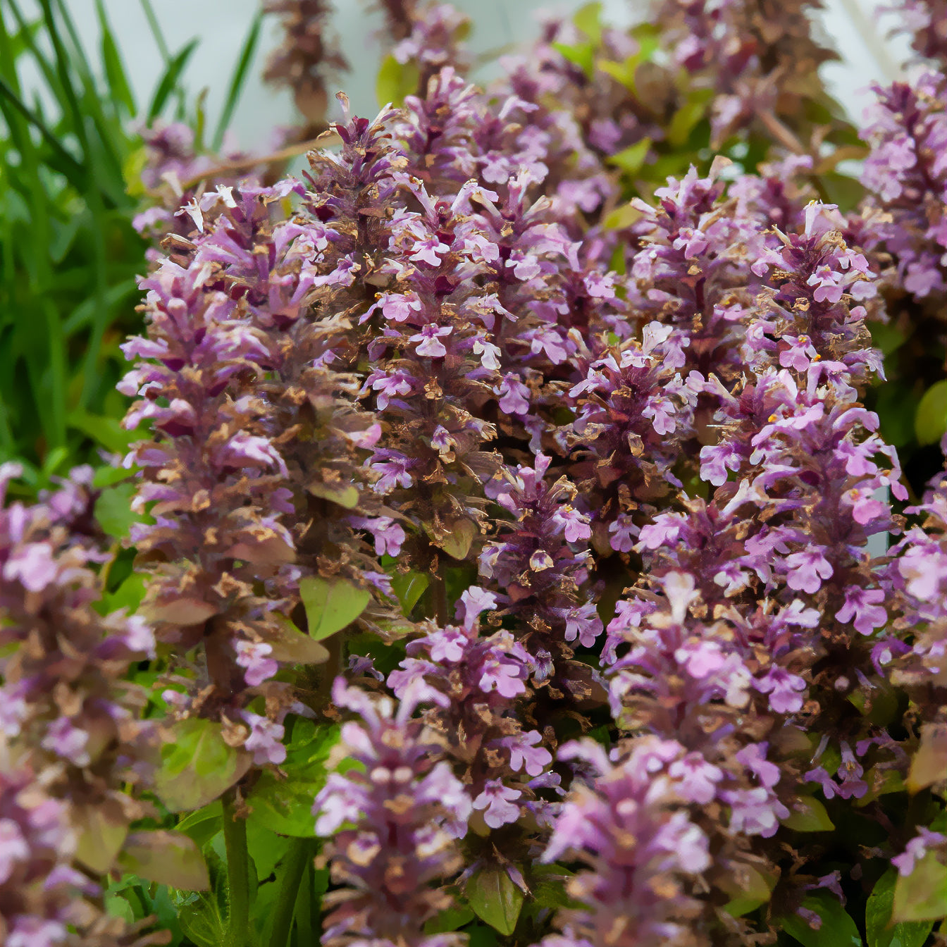 Kruipend zenegroen - roze - Ajuga reptans rosea - Bakker