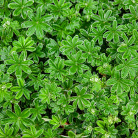 Alpiene vrouwenmantel - Bakker