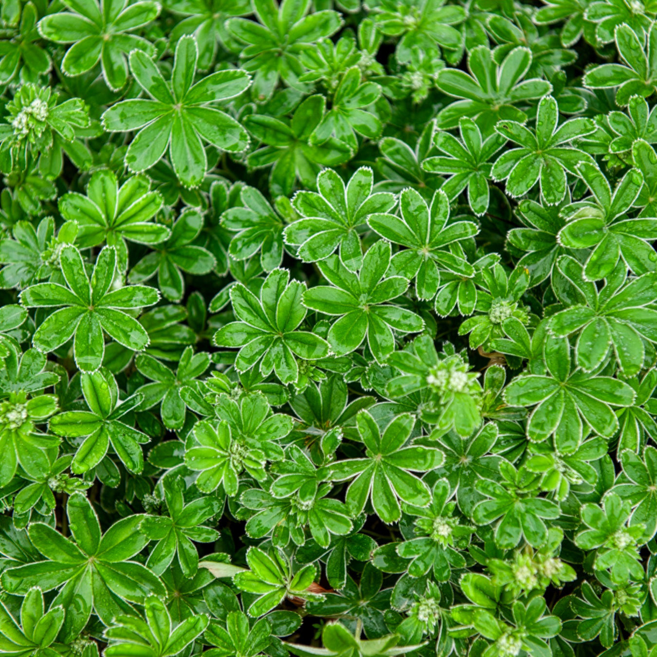 Alpiene vrouwenmantel - Bakker