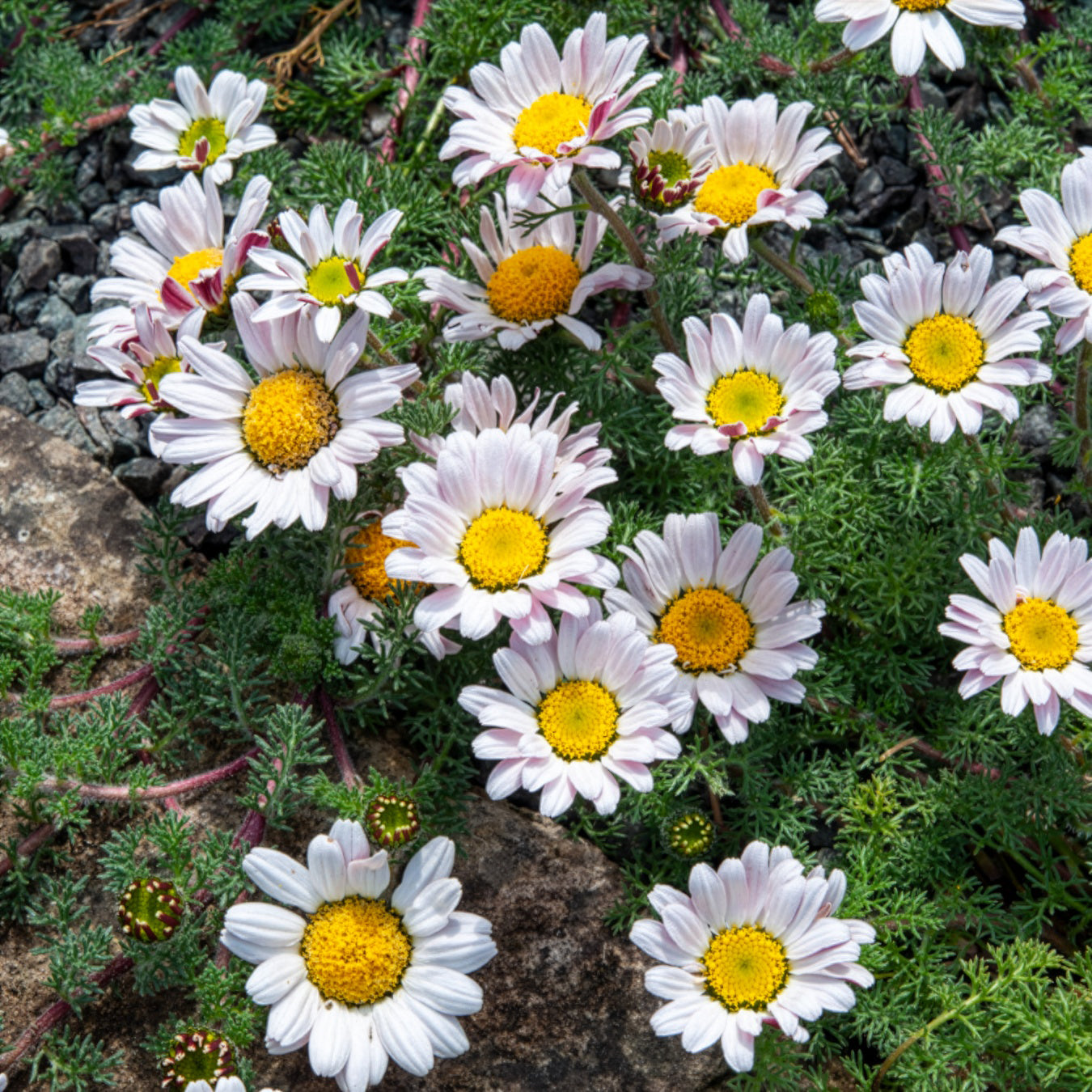 Marokkaanse kamille - Anacyclus pyrethrum Depressus - Bakker
