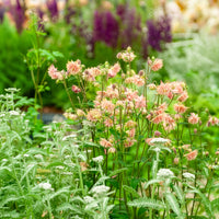Akelei Barlow Rose - Aquilegia vulgaris Rose Barlow - Bakker